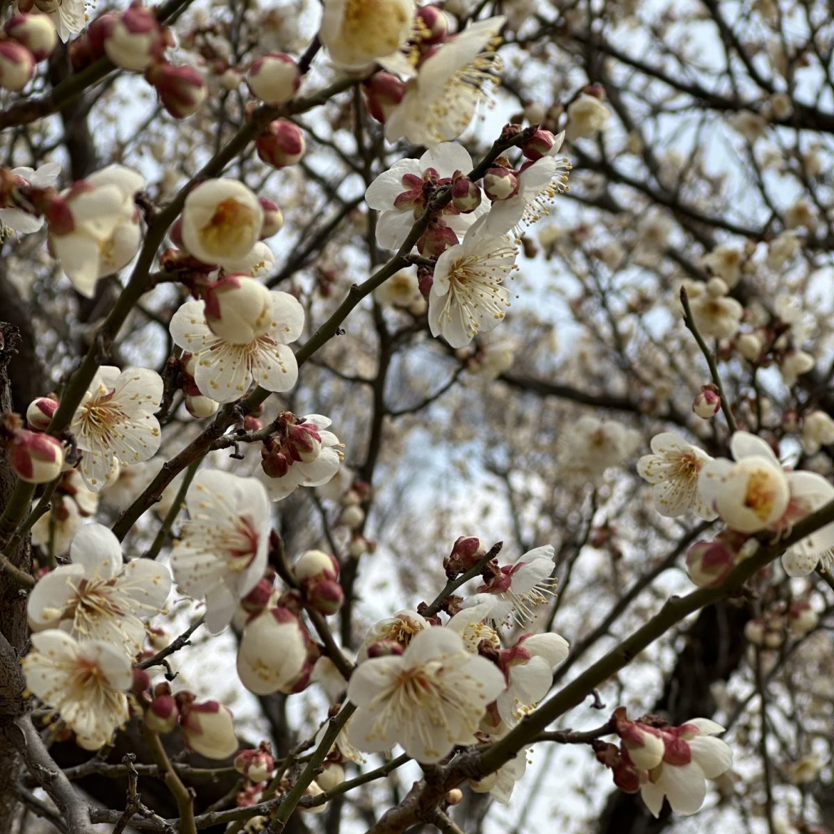 Chosen Peoples Nationalism: Christian Zionism in South Korea: 4/23 @ 8 pm&nbsp;ET