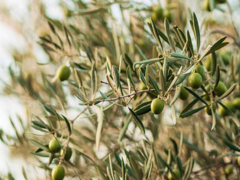 A Statement from the Sabeel Ecumenical Liberation Theology&nbsp;Center